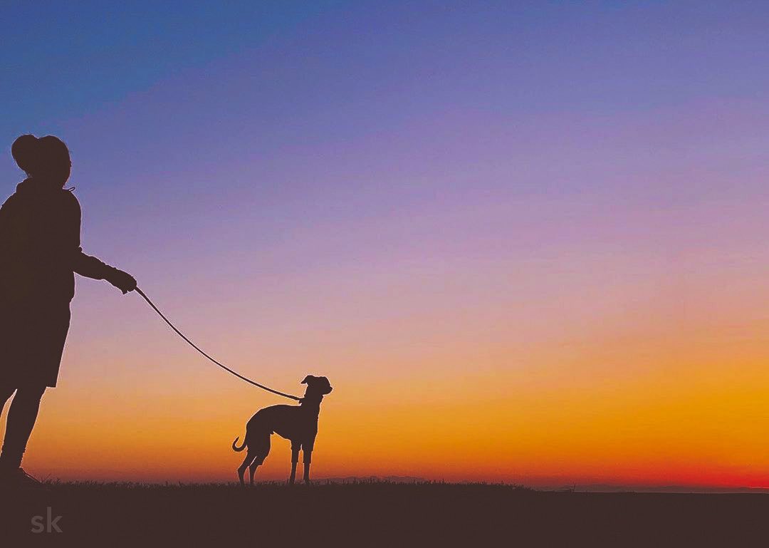 2020年1月イタグレと向かった淡路島の海辺の夕焼けはやっぱり綺麗だった-イタグレ服、ミニピン服、ウィペット服、サルーキ服などをハンドメイドで製作しています。愛犬に合ったサイズに調整するだけでなく、愛犬の個性や特徴に合わせてお洋服のデザインを決める事ができるお店です。
