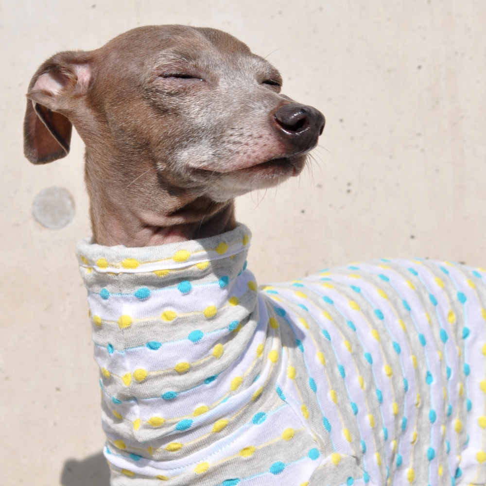 イタグレ服|ミニピン服|ウィペット服|チャイクレ服|サルーキ服|犬服|ロールアップしよう♪ポップなドット|日本製ポップドビーボーダーニット|選べる4タイプ×2カラー(イエロー&ブルー/レッド&グリーン)