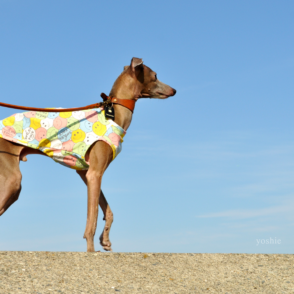 イタグレ服|ミニピン服|ウィペット服|チャイクレ服|サルーキ服|犬服|にこちゃん|スムースニット|選べる4タイプ