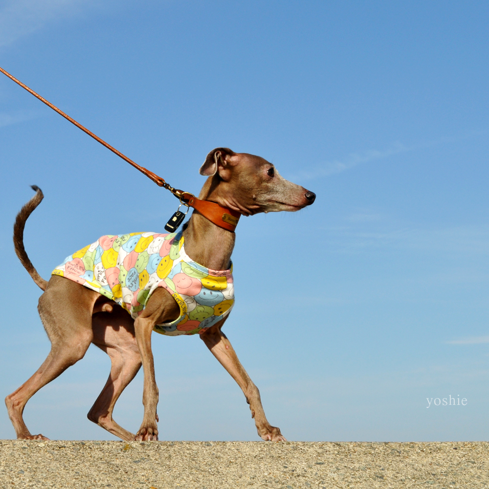 イタグレ服|ミニピン服|ウィペット服|チャイクレ服|サルーキ服|犬服|にこちゃん|スムースニット|選べる4タイプ