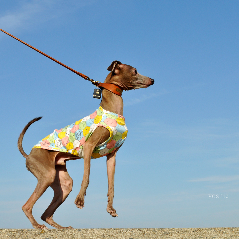 イタグレ服|ミニピン服|ウィペット服|チャイクレ服|サルーキ服|犬服|にこちゃん|スムースニット|選べる4タイプ