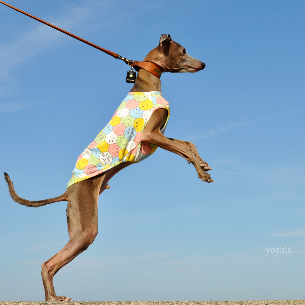 イタグレ服|ミニピン服|ウィペット服|チャイクレ服|サルーキ服|犬服|にこちゃん|スムースニット|選べる4タイプ