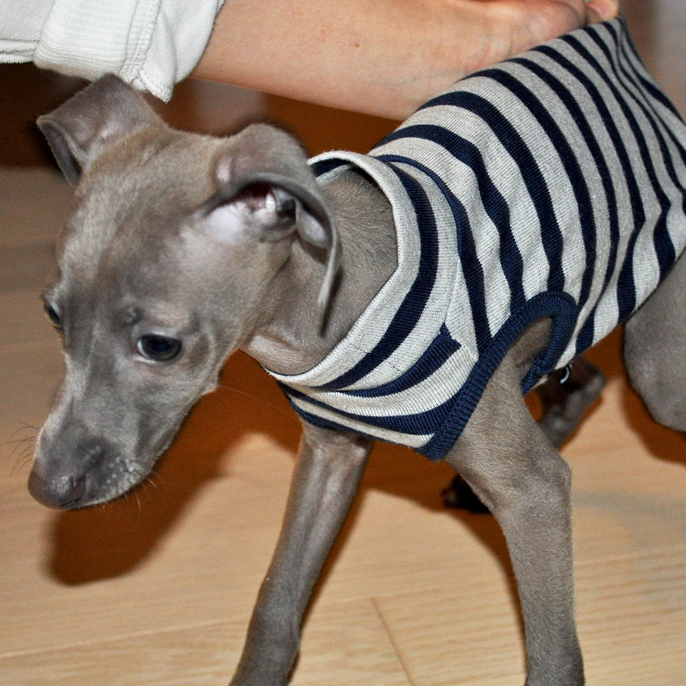 【聞いて下さい】私の気持ち。犬服作りがBuono!との暮らし。犬服作りが苦しい。新型コロナウイルス感染症。新作発表がない理由。犬服作りが愛おしい。