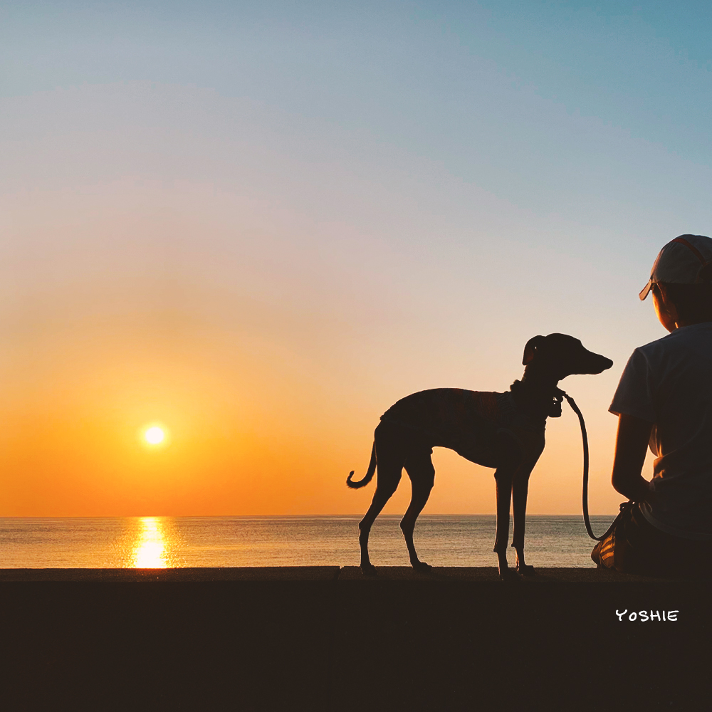 【聞いて下さい】私の気持ち。犬服作りがBuono!との暮らし。犬服作りが苦しい。新型コロナウイルス感染症。新作発表がない理由。犬服作りが愛おしい。