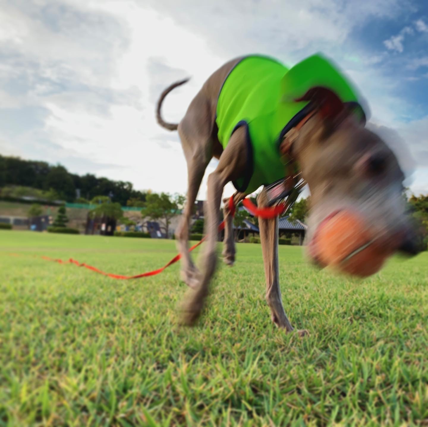 愛犬の年齢とともにどんな事に気をつけていますか