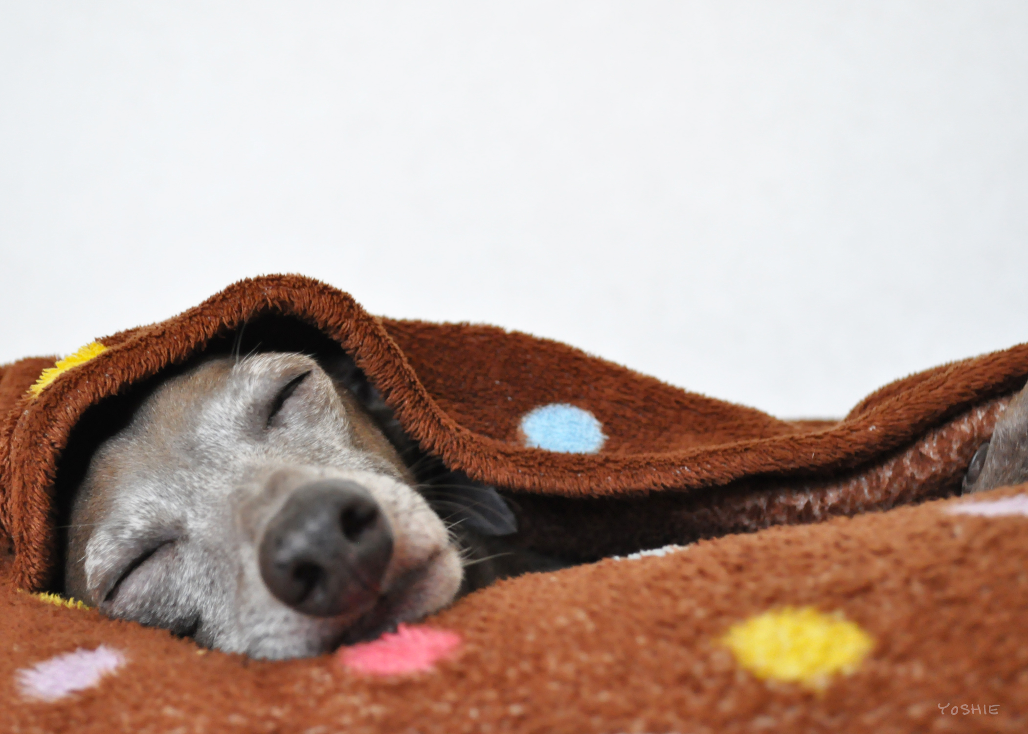 寝顔がたまらん