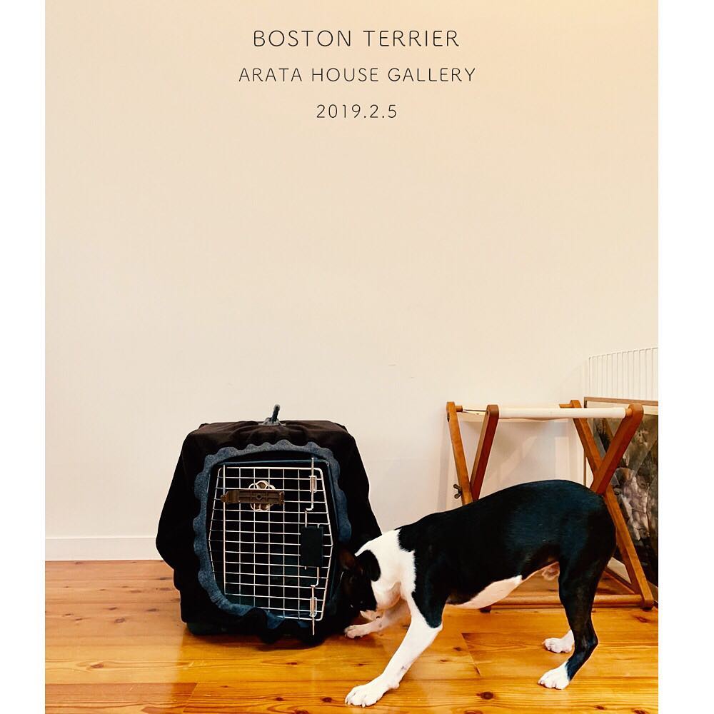 ARATA HOUSEの犬服を着てくれた皆さんの愛犬：犬種別ギャラリー