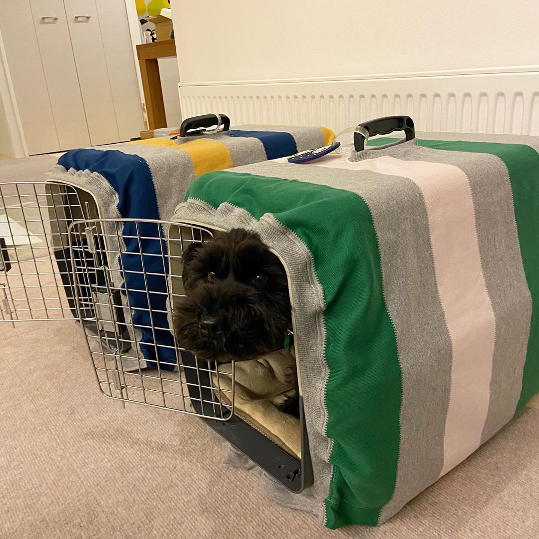 ARATA HOUSEの犬服を着てくれた皆さんの愛犬：犬種別ギャラリー