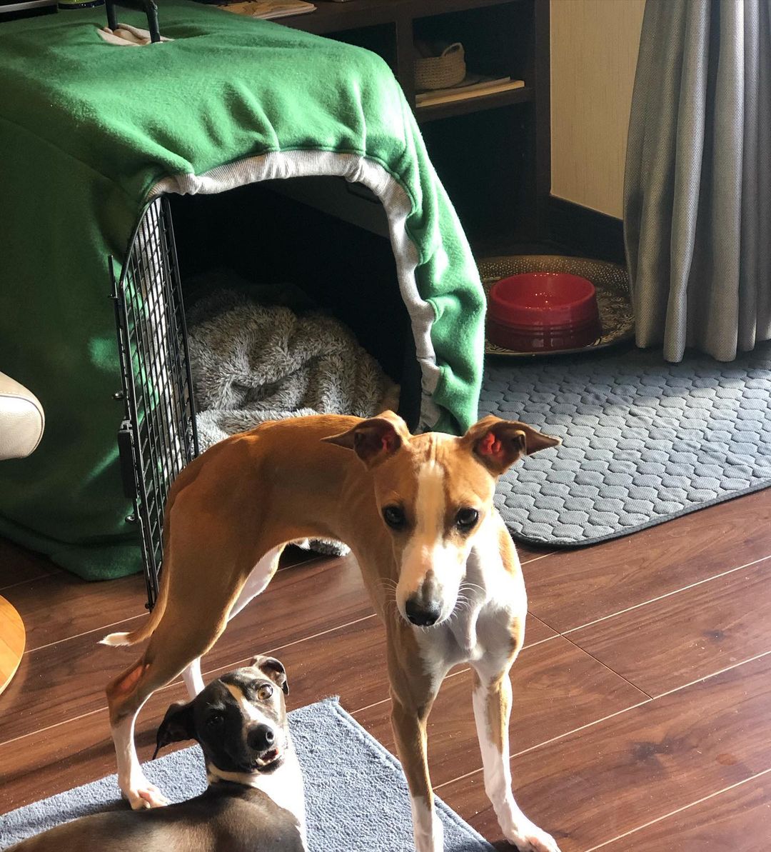 クレートカバー｜バリケンネルカバー｜軽くて暖かなフリース生地｜選べる25カラー｜犬種別ギャラリー：ARATA HOUSEの犬服を着てくれた皆さんの愛犬