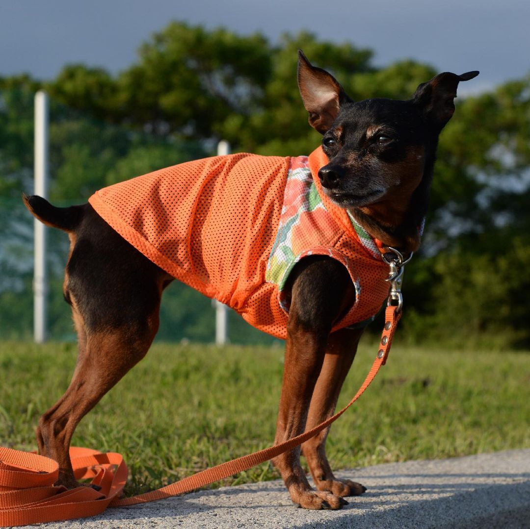 犬服ハンドメイド教室 初心者から始める犬服の作り方 Arata Houseミシン部