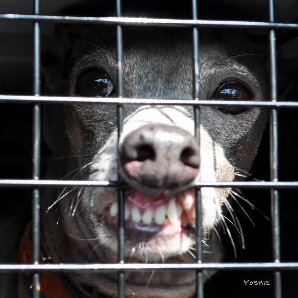 安心・安全な犬の寝床を作る方法|クレートカバーの商品解説・購入方法