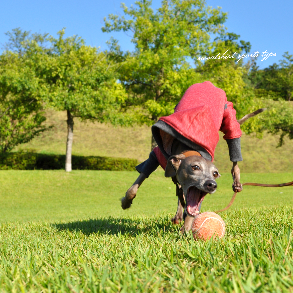 犬服デザインの考え方・決め方|犬服ハンドメイド入門STEP.02