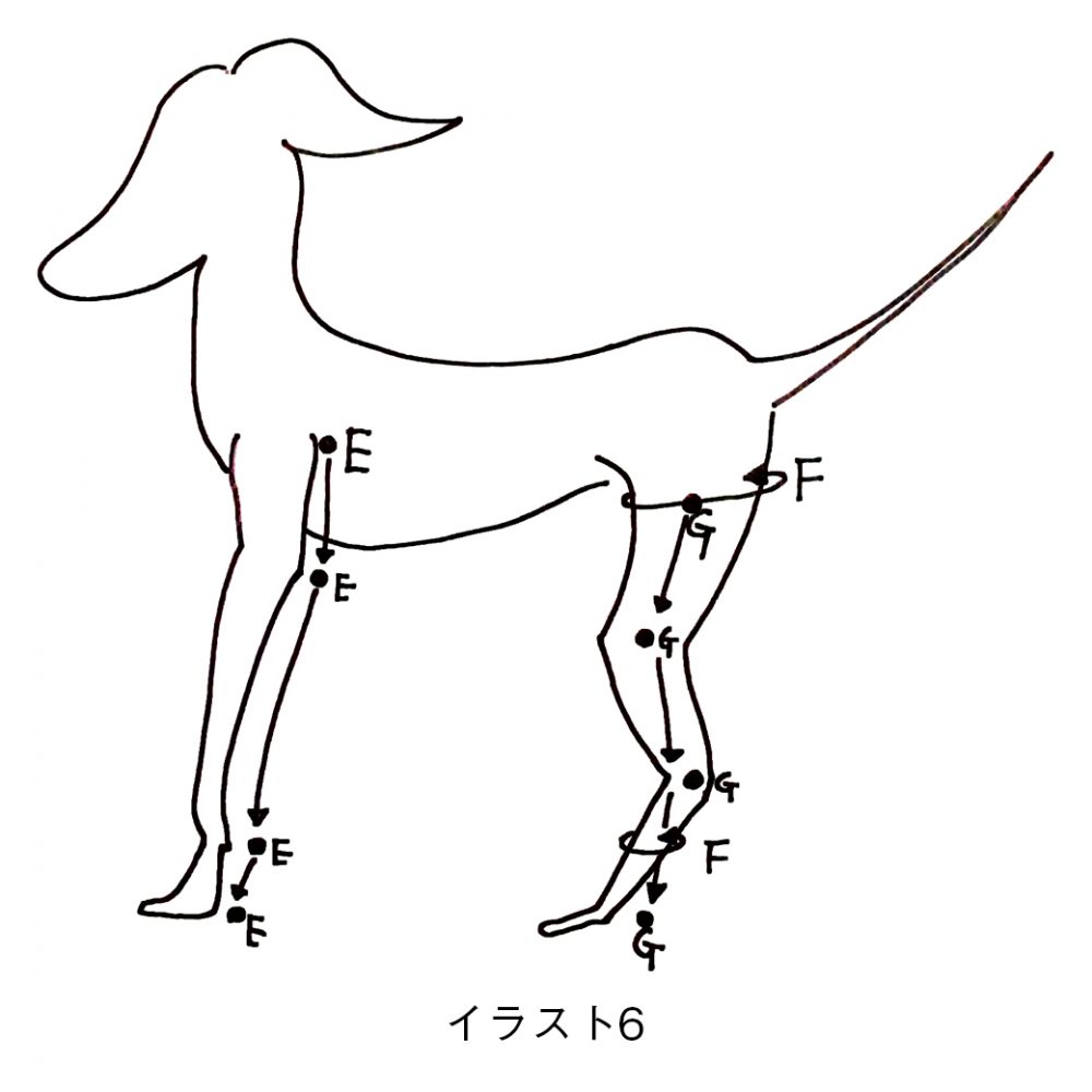 犬服屋が教える犬の正しい採寸方法｜大切な6つのポイント｜犬服ハンドメイド入門STEP.03 | ARATA HOUSE