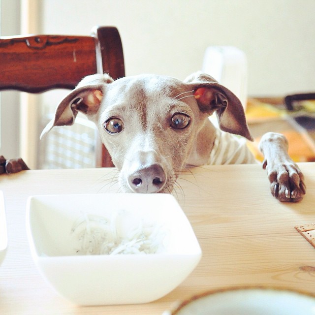 22年最新版 犬の手作りごはん 食事量 材料 調理動画 調理道具 ご飯代 手作りフードを作る理由 Arata House