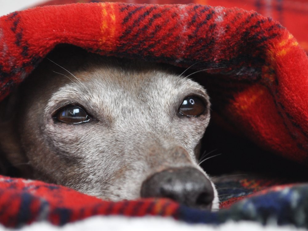 寝袋＆カフェマット｜いつでもどこでも、ぬくぬく寝袋｜タータンチェックボア生地｜選べる１２カラー