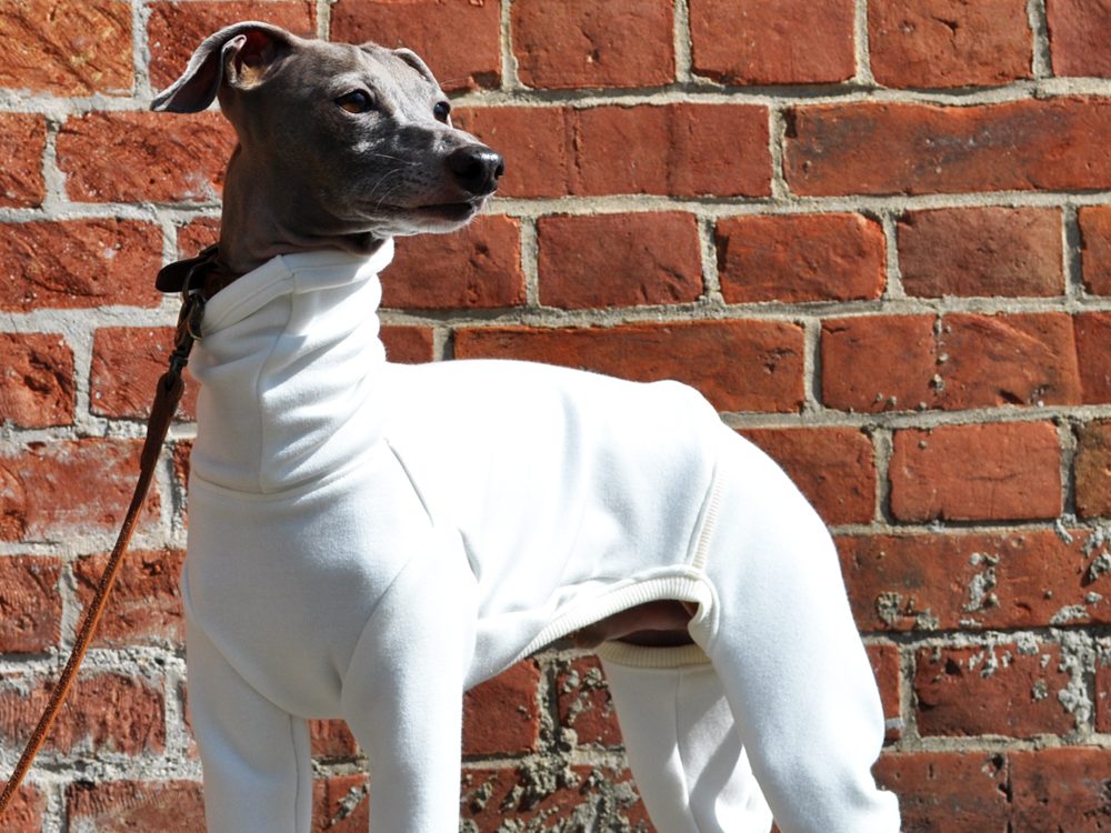 イタグレ服冬服｜軽くて柔らかくて暖かい｜裏起毛ムートンジャージー（保温性）｜選べる４タイプ×４カラー（ホワイト/杢グレイ/デニムネイビー/ツイードグレイ）